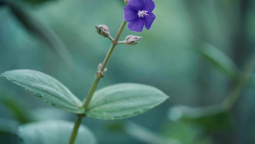 Closeup on a plant with greenish stems on buds and a small purple flower in the natural environment