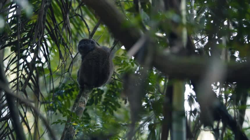 An animal clings to a tree branch in a forest