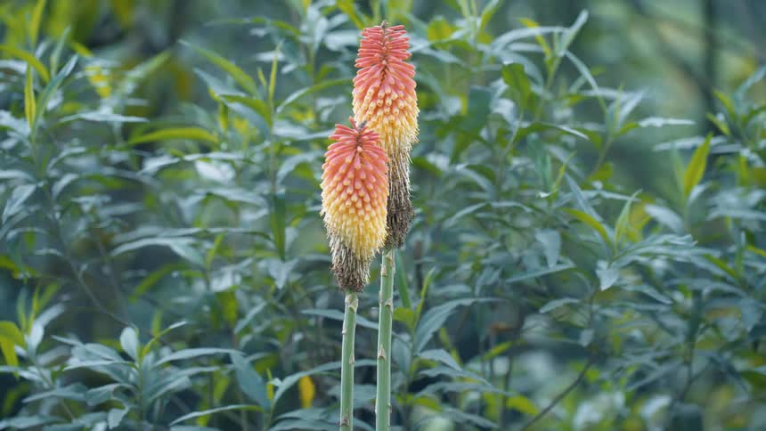 Flowers grow in a nature area