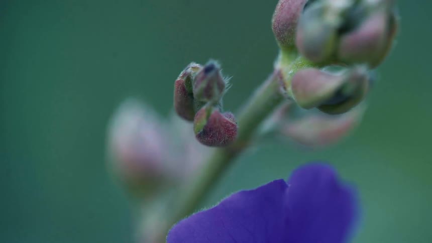 Extreme closeup on a violet flower with buds