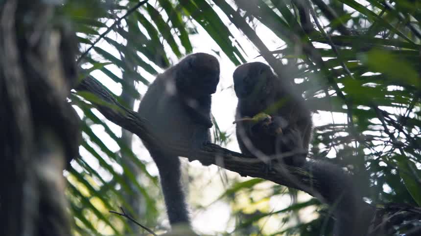 Two lemur sitting on a tree branch share food