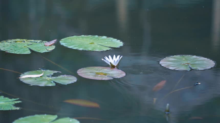 Ripples radiate across the surface of a pond covered in lily pads