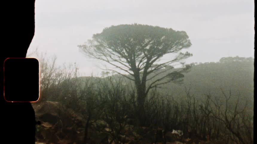 A large tree with several branches and leaves surrounded by dry branches
