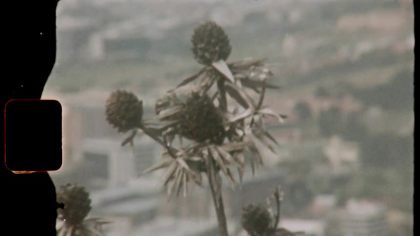 A plant blows in the wind near buildings