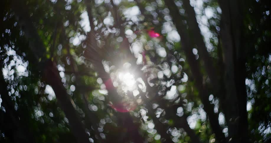 Sunlight shines through the branches of several trees