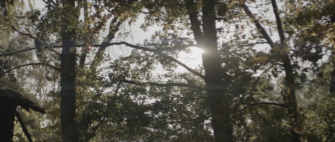 Close up of tree branches blowing in the wind