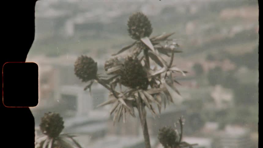 A plant with stem leaves and buds filmed with an old camera