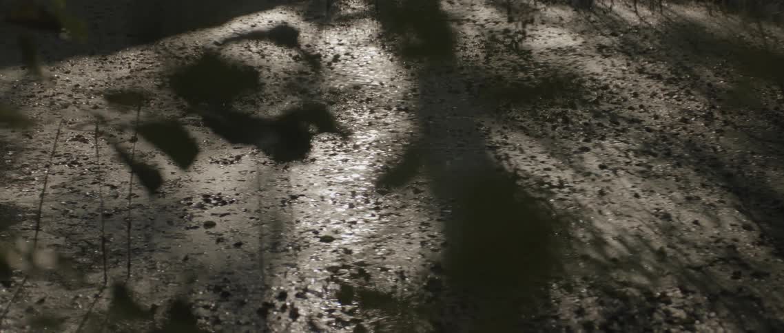 Wet sandy soil with leaves and reflections of a tropical forest during the day