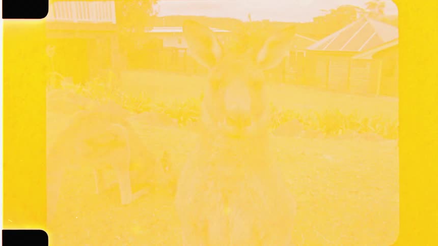Two kangaroo stand around in the grass