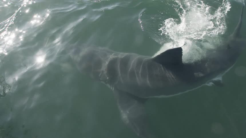 The shark swims in a circle