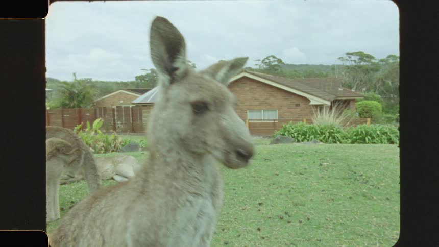 The kangaroo jumps away