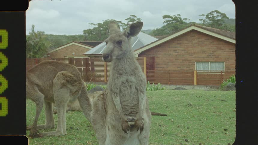 Kangaroo stand around by the home