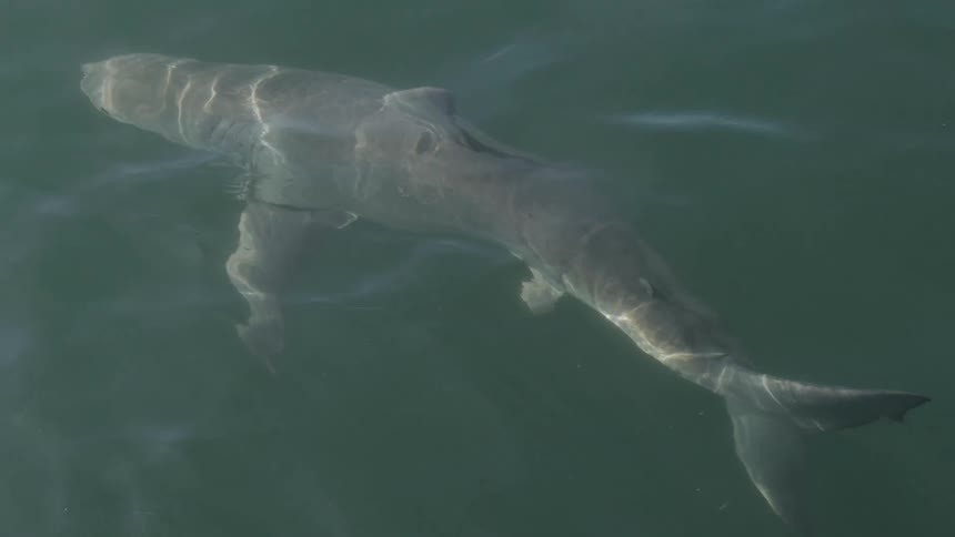 The shark is floating underwater