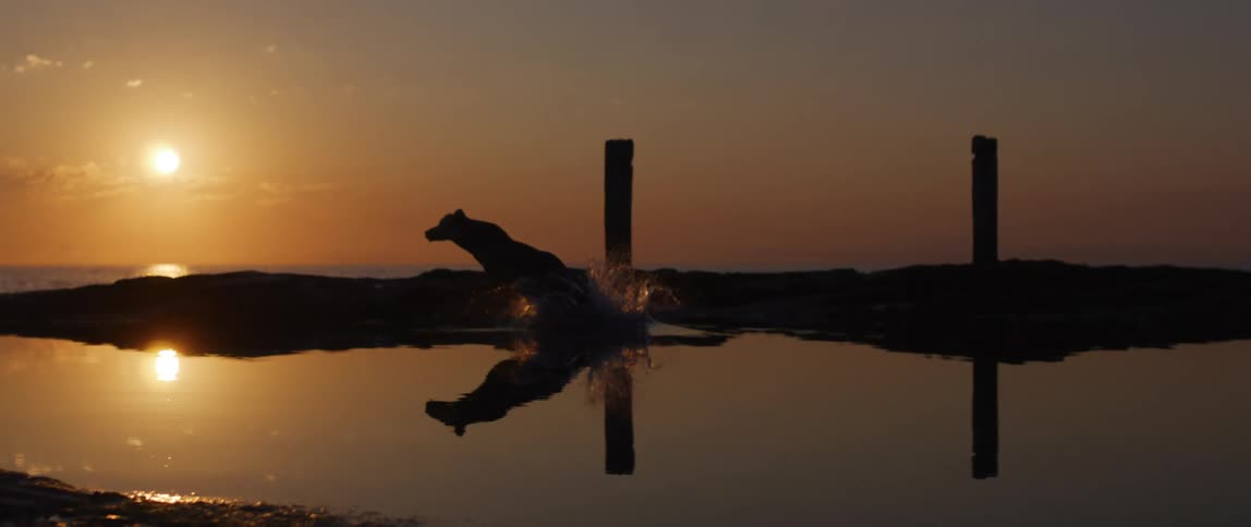 An adult dives into a still body of water at sunset