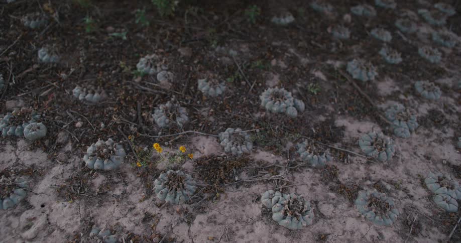 Dry soil with sand and arid plant botany