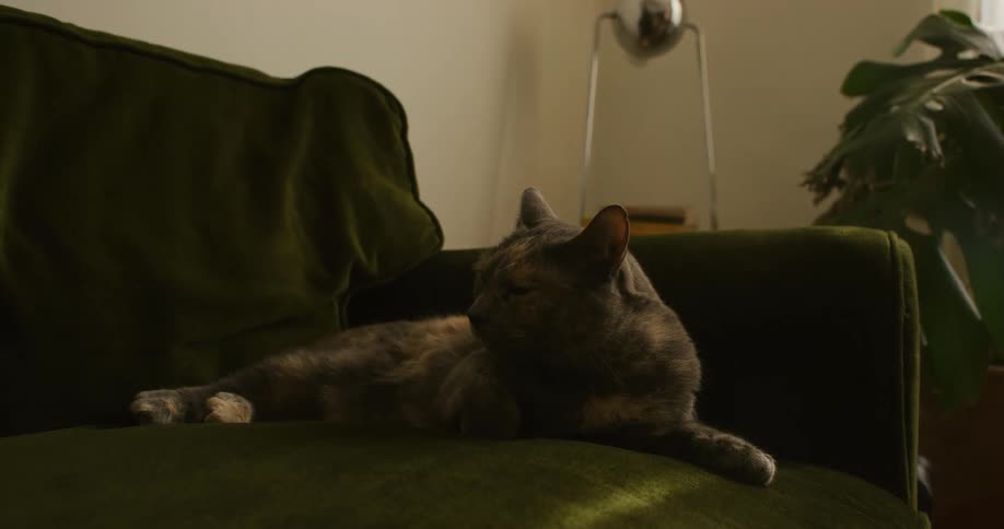Cat lying on an armchair indoors