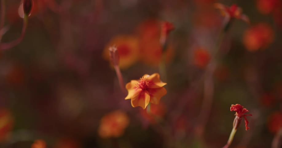 Orange flowers in a grassland area with sun shining on it