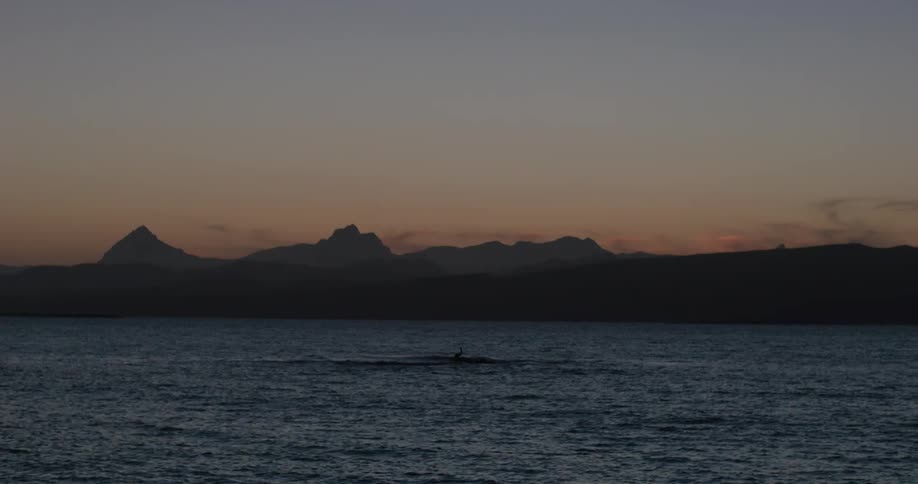 A whale is swimming in the water