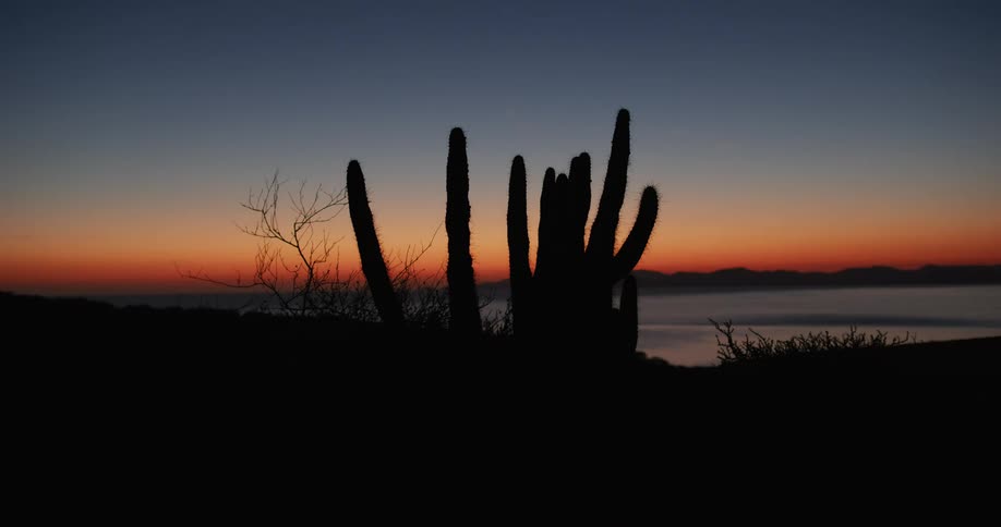 A group of cactus silhouetted against a colorful sunset sky