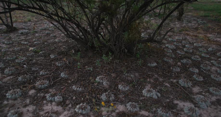 A bush surrounded by flower like objects on the ground