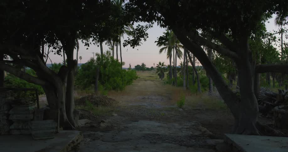 Path through the trees leading to the horizon at sunset