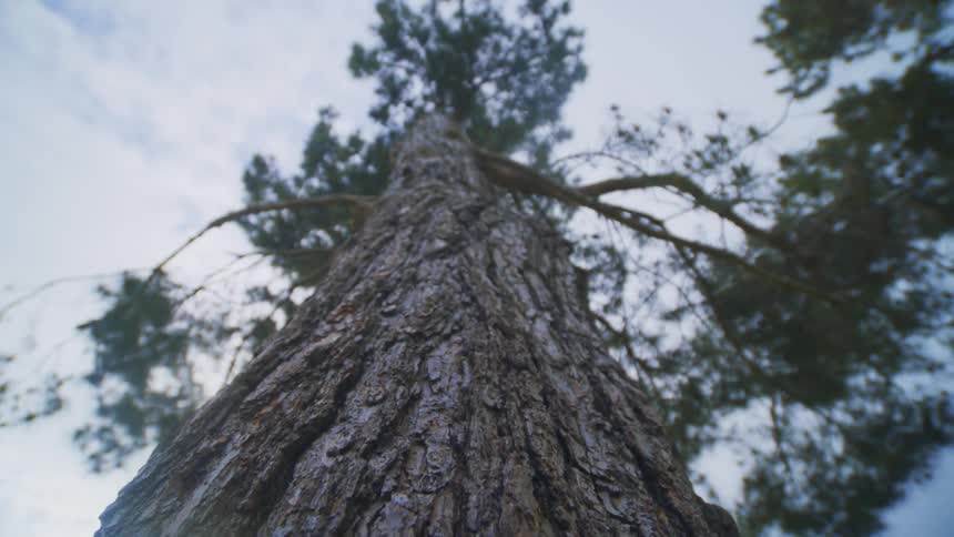 View of a long tree trunk on a cloudy day