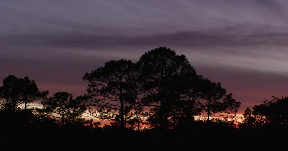 Landscape of the silhouette of trees in a reddish dawn sky
