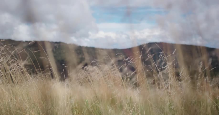 The wind blows the grass in front of the mountains