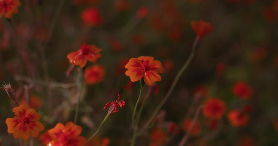 Closeup on orange flowers