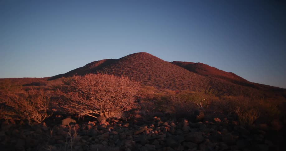 Scrub bushes growing near a hilly area