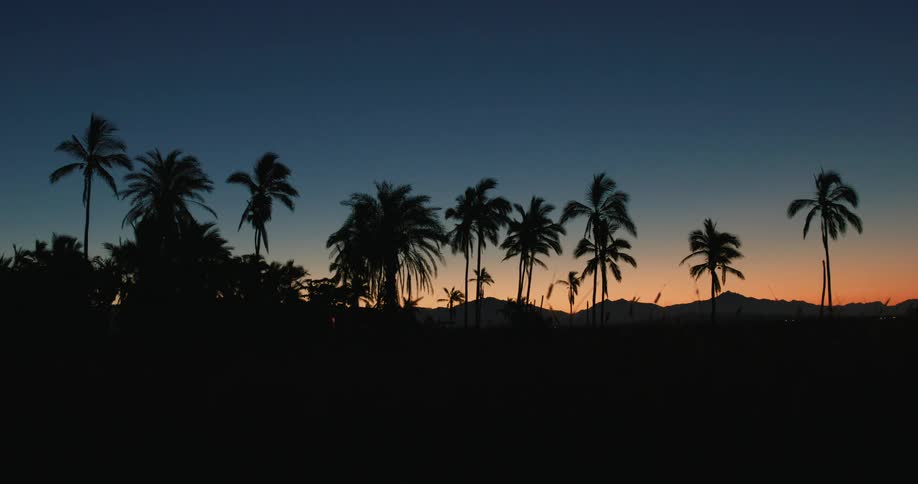 Palm trees grow in a nature area