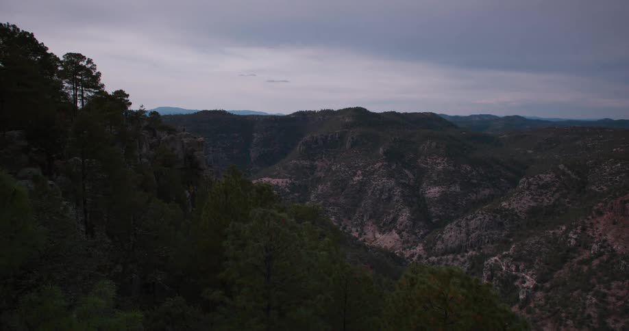 A forest grows on the side of a mountain