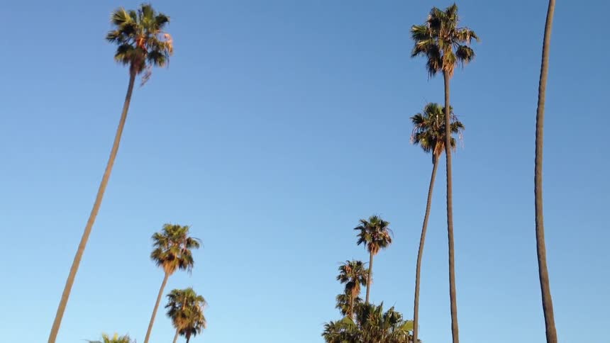 Looking up at palm trees