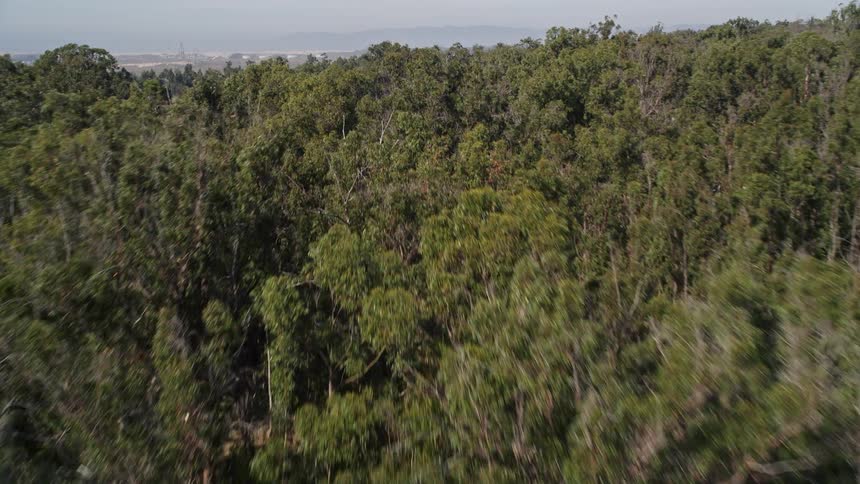 An aerial clip of a woods land