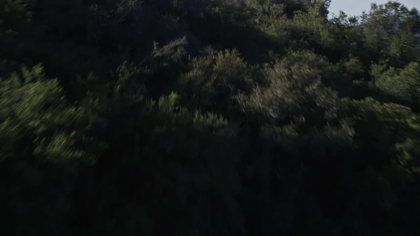 An aerial clip of a forest beside a lake