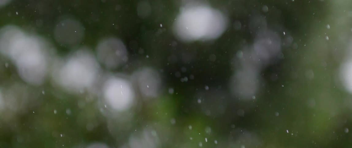 Close up of snow falling in the forest