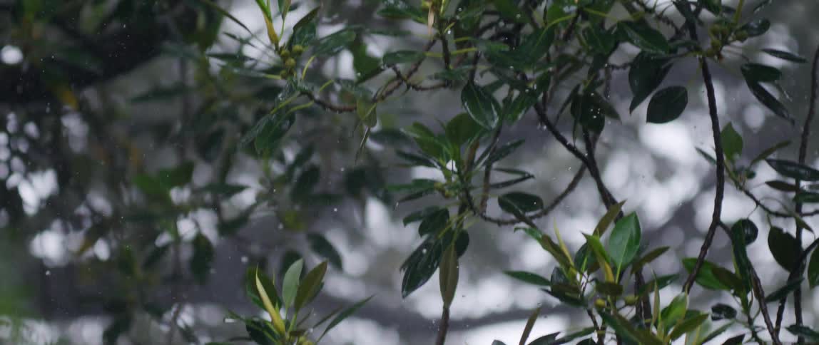 A footage of a tree plant during winter