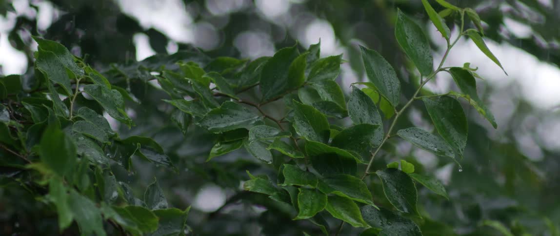 Rain is pouring on the tree