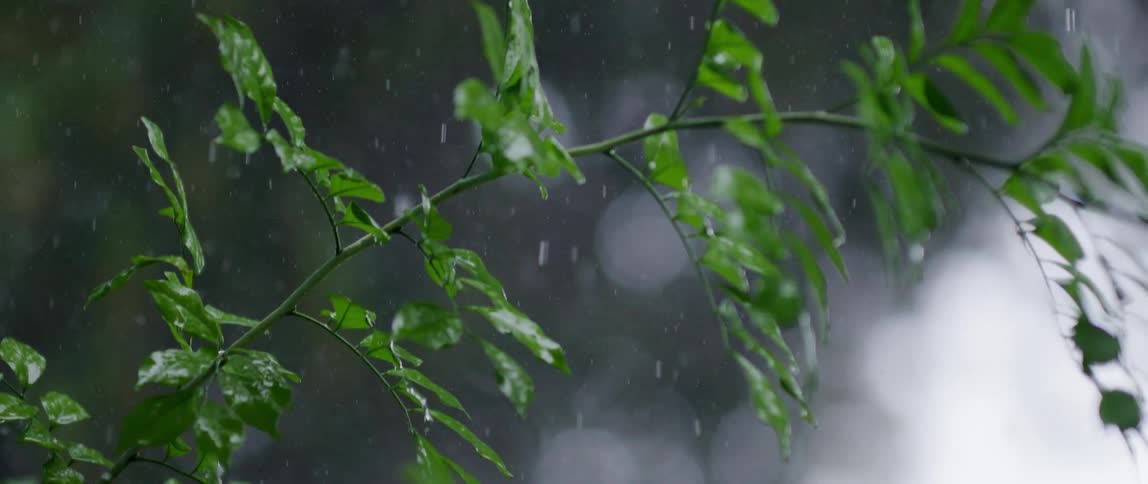 Rain falling over green leaves and tree branches