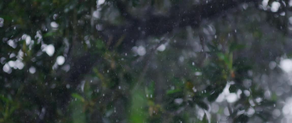 Precipitation falls down through air around trees