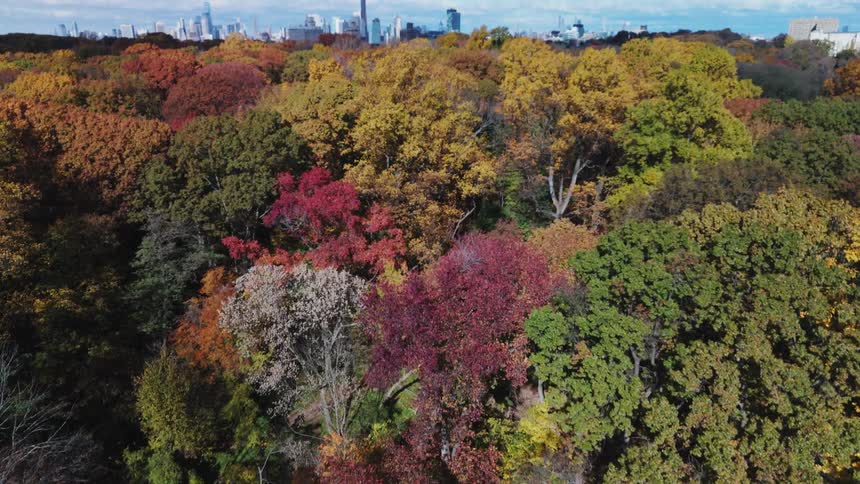 A forest with trees changing color in front of a large metropolitan area