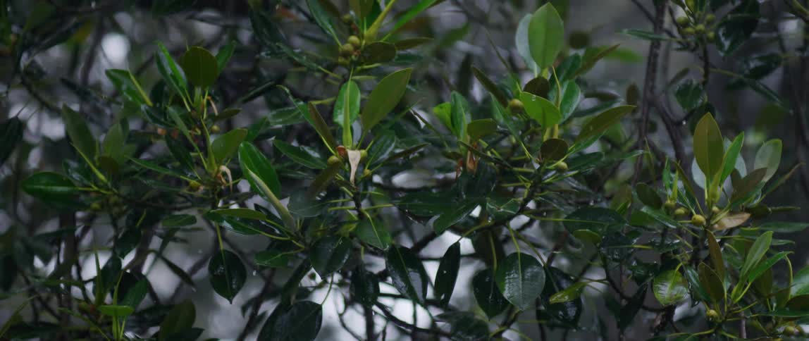 Snow falling over green leaves and branches