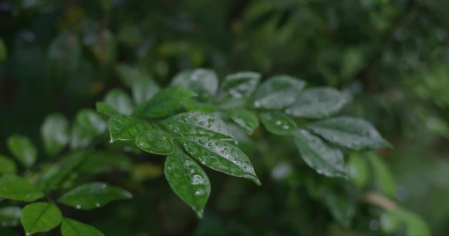 Closeup of a tree with branches and greenish leaves with water drops