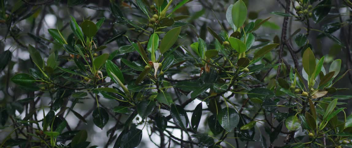Snow falling over green leaves and branches