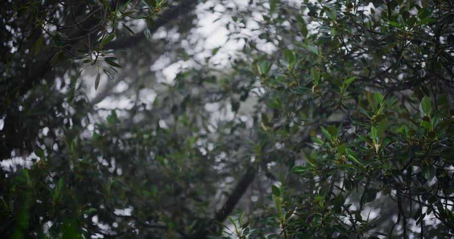 Snow falling over green leaves and branches