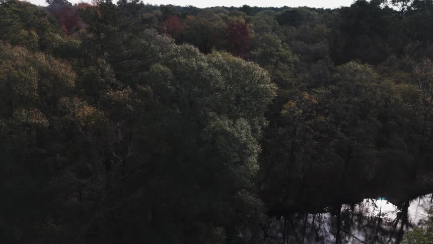 Aerial view of a natural park with forest trees and a lake