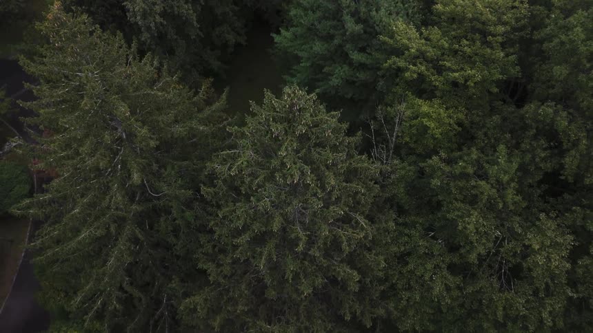 Aerial view of greenish conifers during daytime