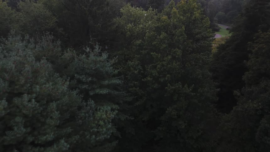 Aerial fly over of a forest and house