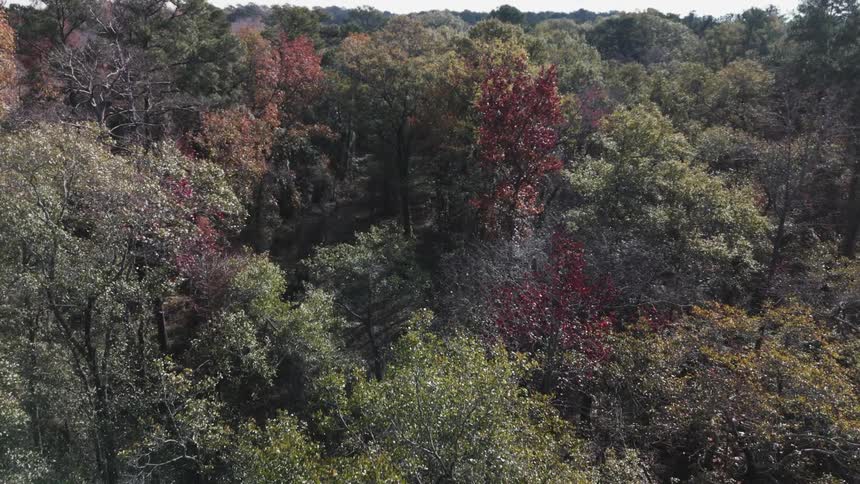 Aerial panorama of a forest during the day