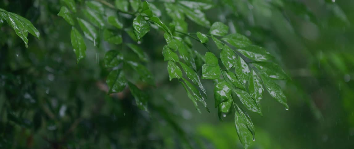 Rain falling in slow motion on tree with green leaves